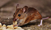 24 Hour & Emergency Exterminators in Bangor, MI